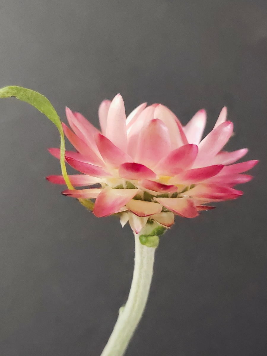 油画般的容颜 蜡菊 - 春之芳菲花卉摄影师 - 图虫