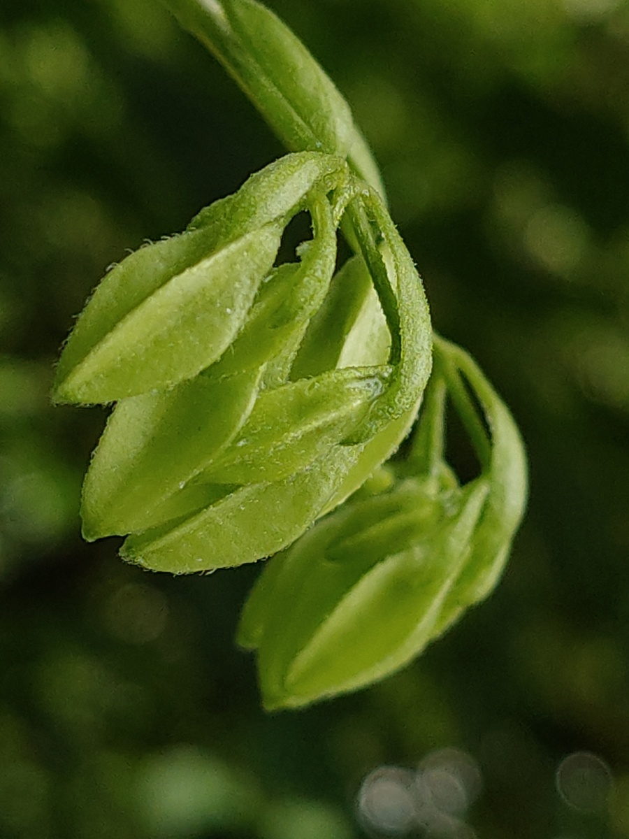 绿·清秀 - 春之芳菲花卉摄影师 - 图虫