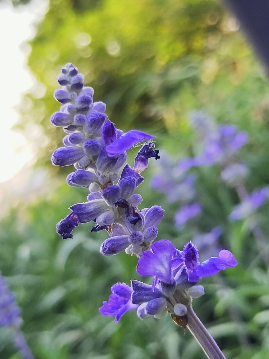 悦色鼠尾草盛开