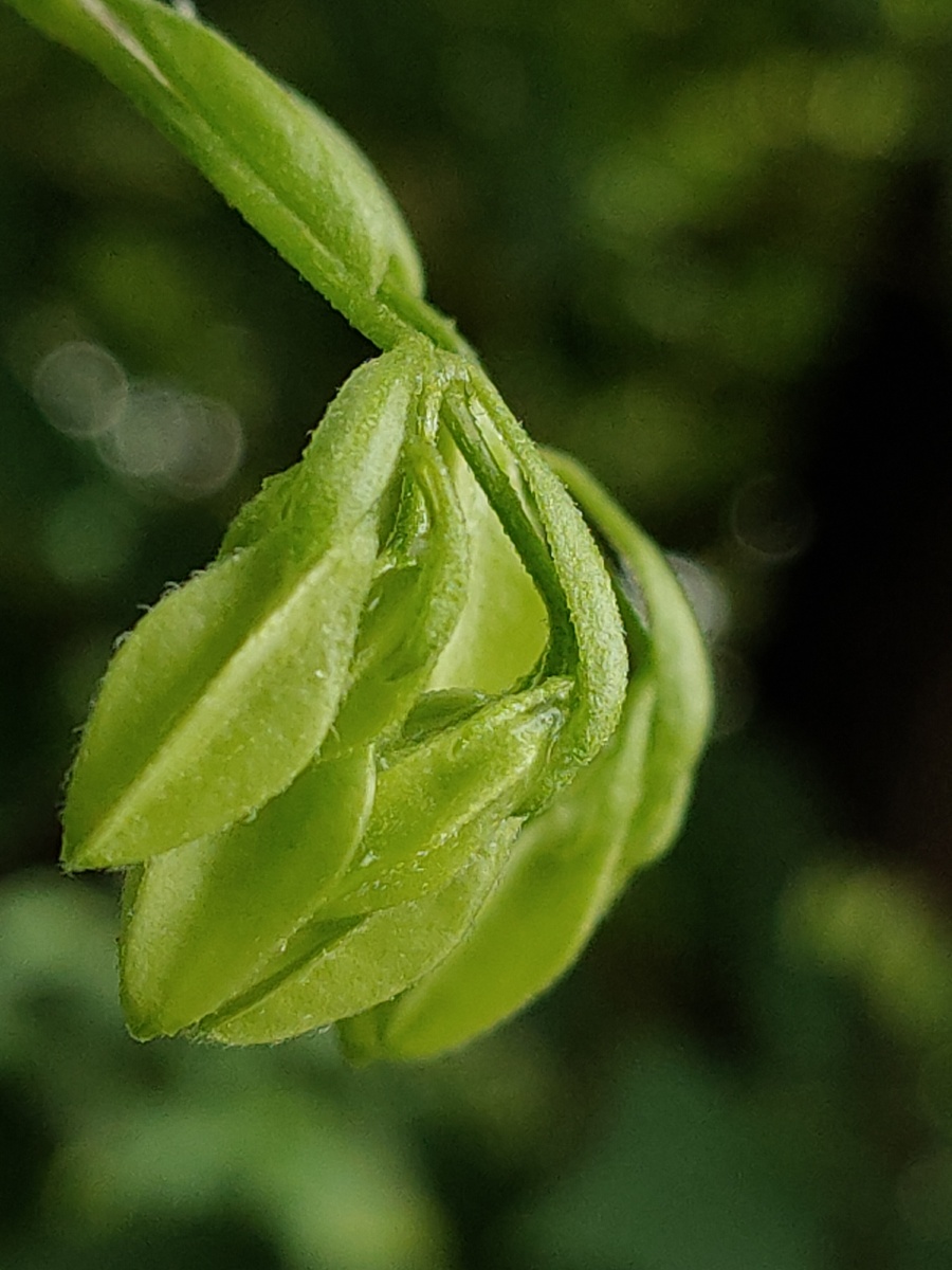 绿·清秀 - 春之芳菲花卉摄影师 - 图虫