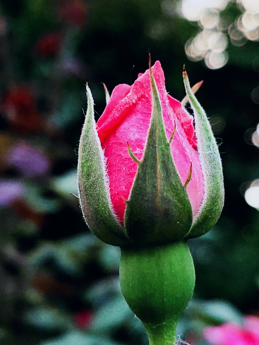 暮色下安静的小桃红月季仙子