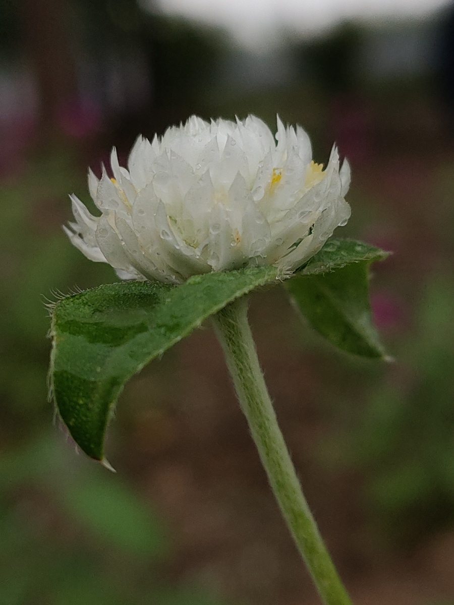 心中圣洁的莲千日红白色有一种朦胧置身于仙境之美