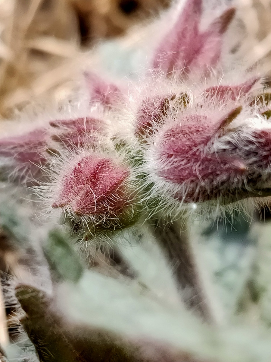 猜猜这是什么花,毛茸茸的～ - 春之芳菲花卉摄影师 - 图虫