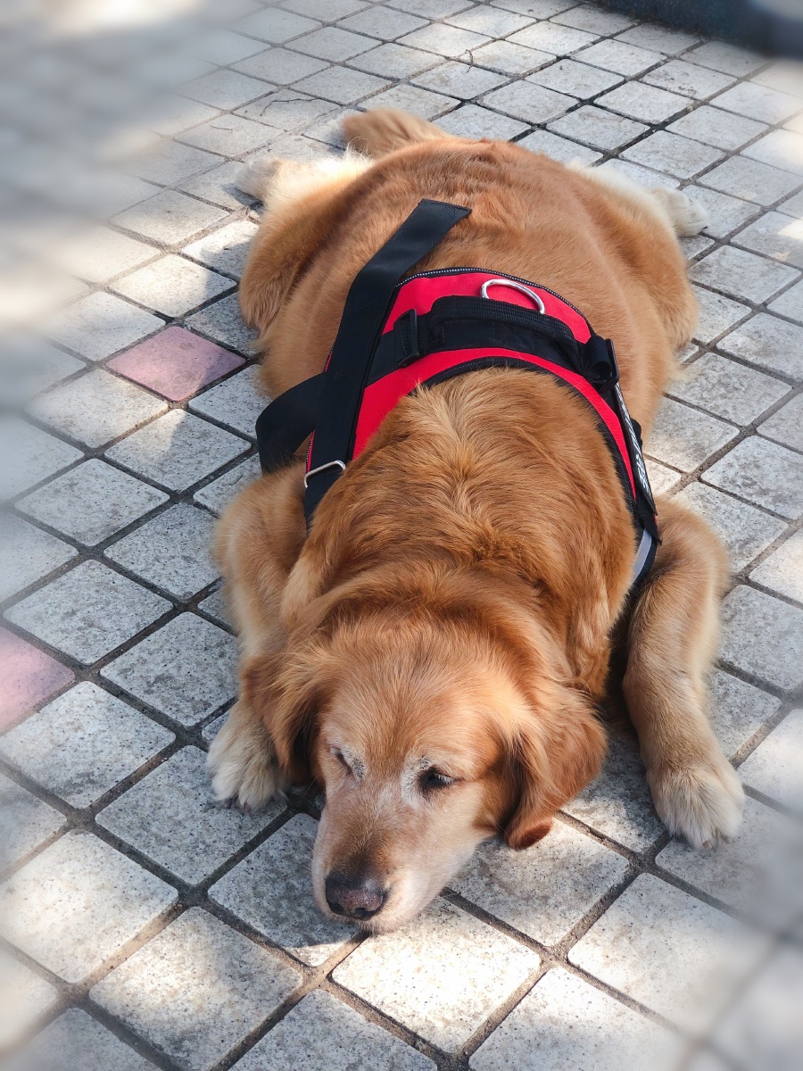 十二岁的金毛妞妞胖的不爱动弹,眉毛也白了.