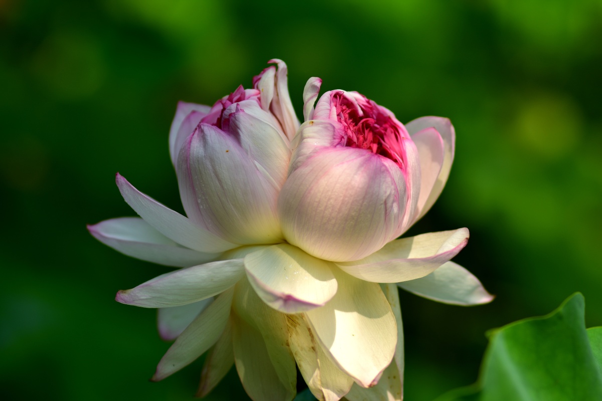 昆山亭林公园的荷花&并蒂莲,骄阳似火,夏日炎炎,荷花娇艳欲滴