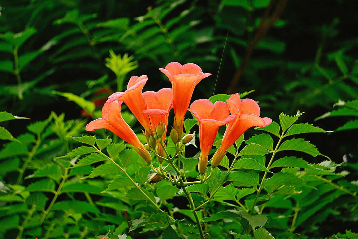 凌霄- 趣拍567 - 图虫