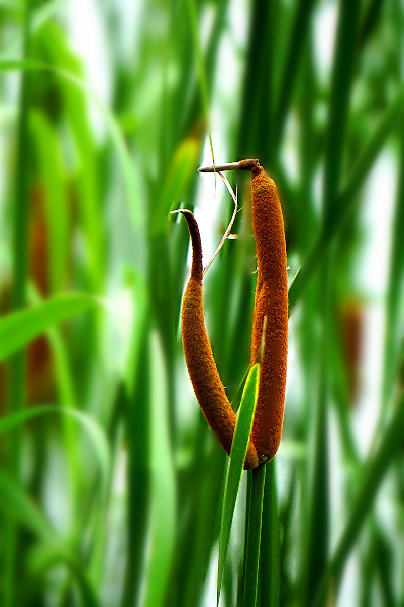 371/137趣拍5672020年7月3日744关注并蒂香蒲山东摄影家俱乐部风景花