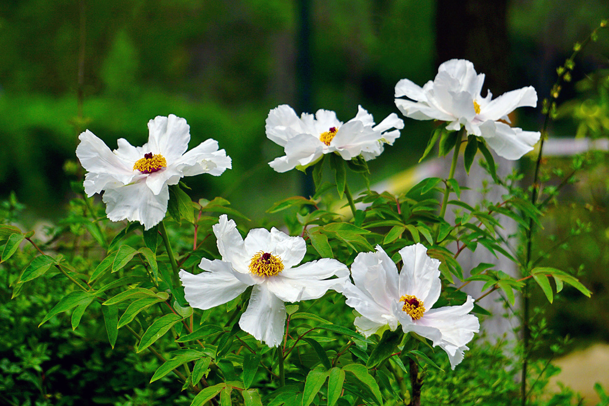 百花丛中最鲜艳3