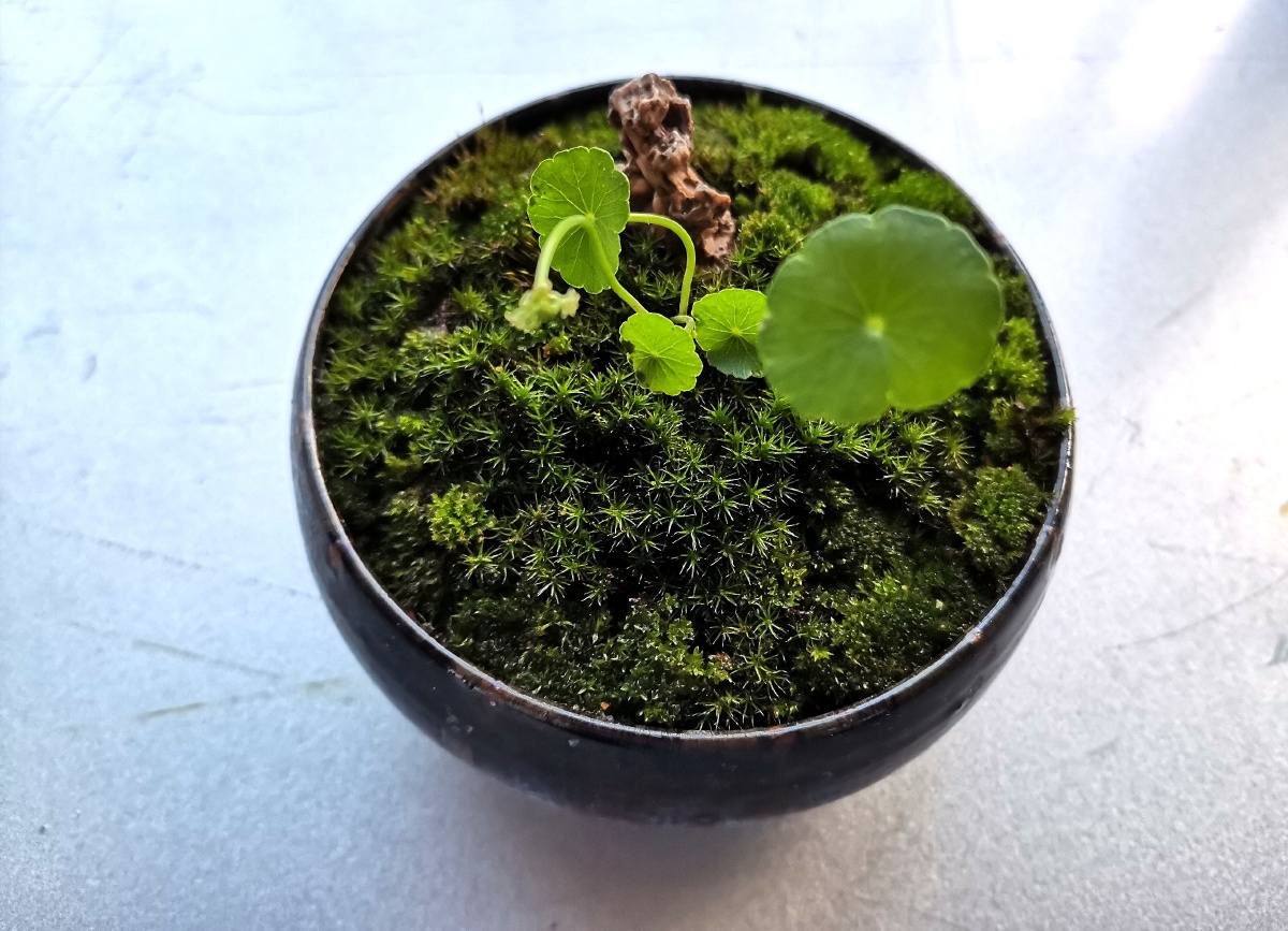 自制的苔藓盆景