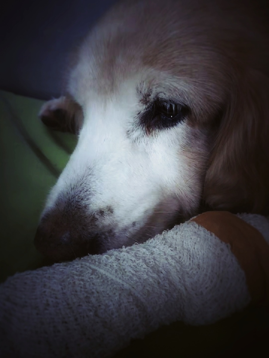 小狗的悲伤和绝望