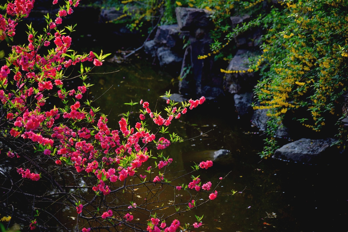 黄驷娘家花满溪