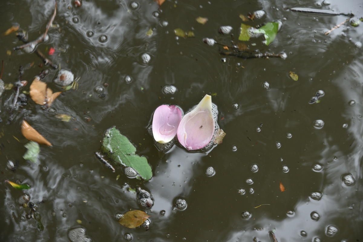 花自飘零水自流