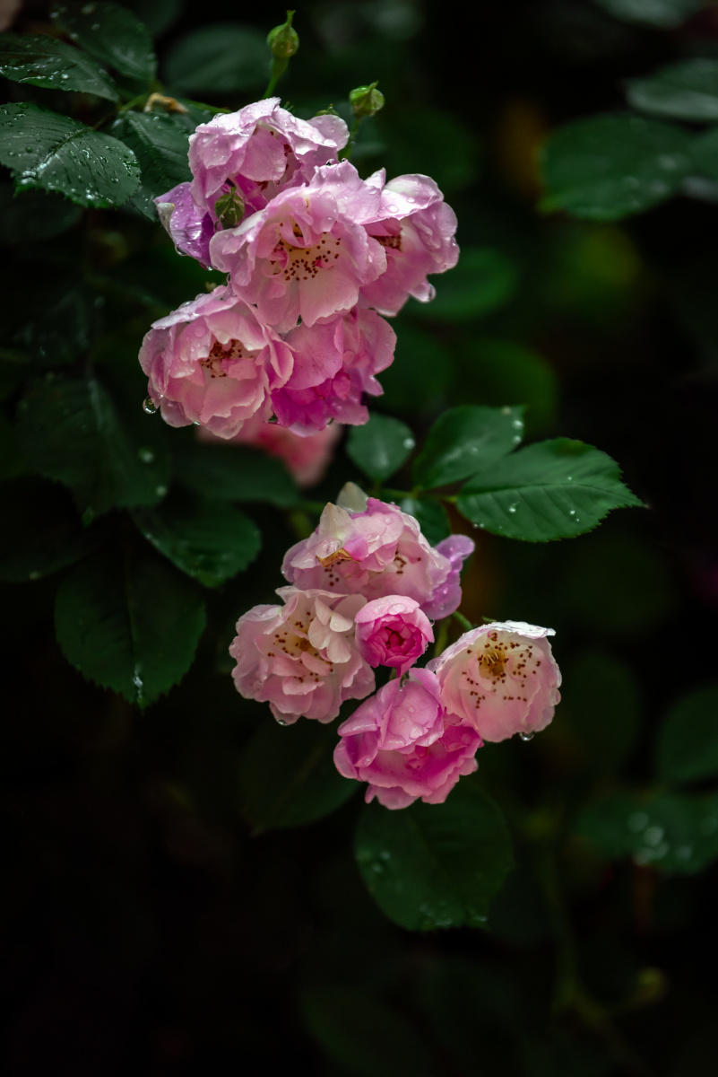 雨后蔷薇