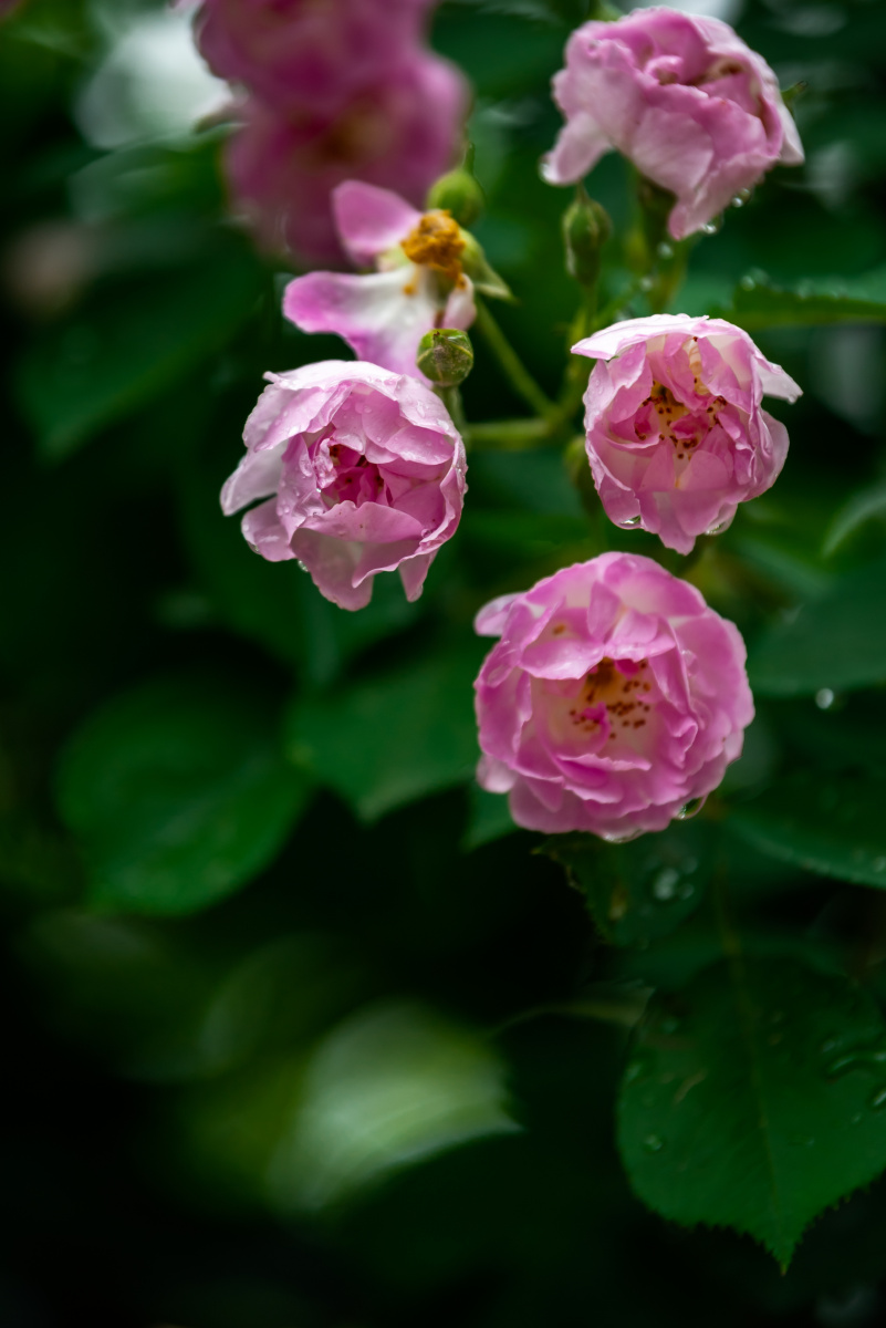 雨后蔷薇