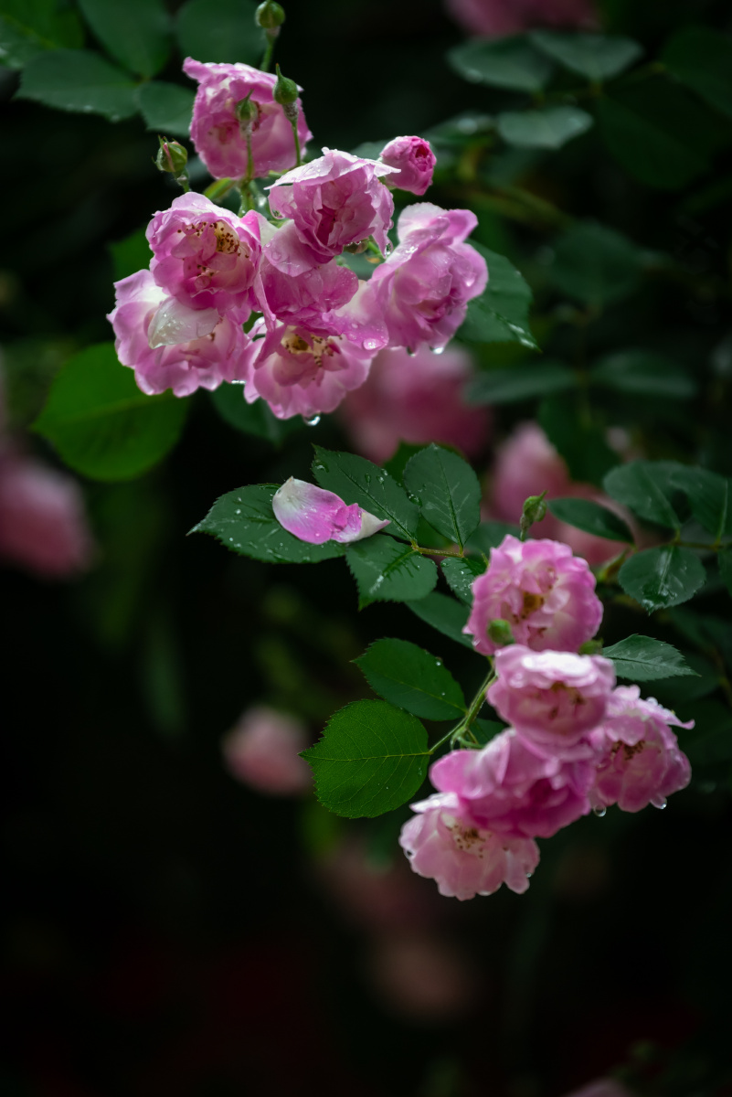 雨后蔷薇