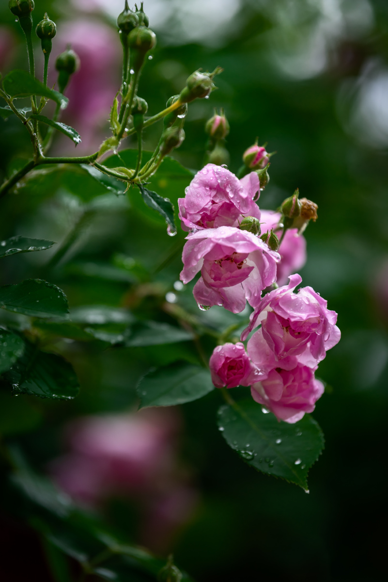 雨后蔷薇