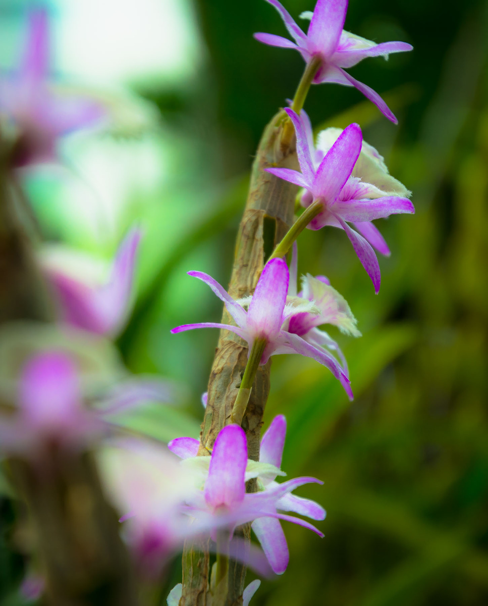 阳台养的报春石斛