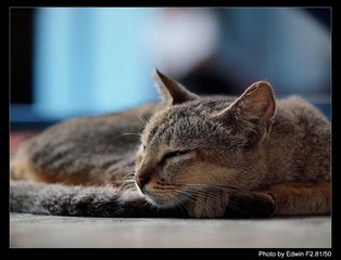 cat at sule pagoda