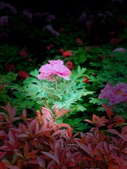 3A50AD37-4048-43DA-A3D9-47309A8BF78B/L0/001