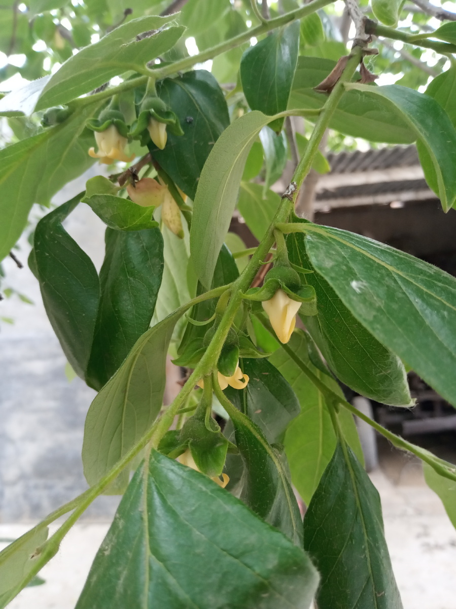 绿色果树叶子 - 创作者158816688003935 - 图虫