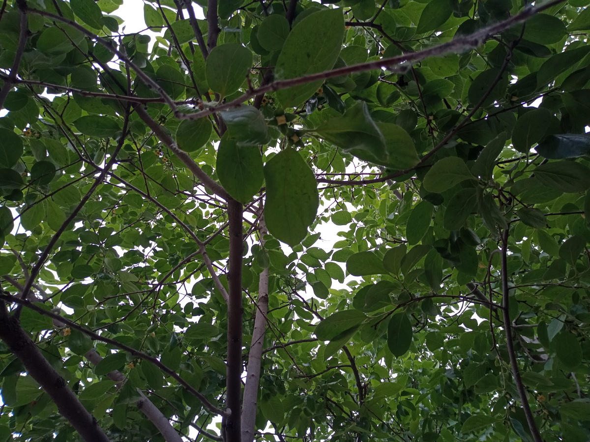 绿色果树叶子 - 创作者158816688003935 - 图虫