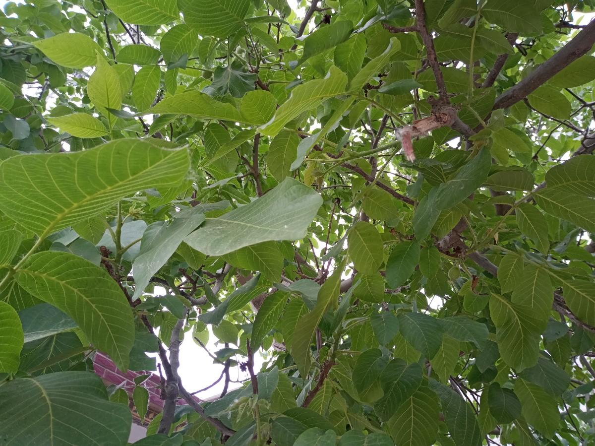 绿色果树叶子 - 创作者158816688003935 - 图虫