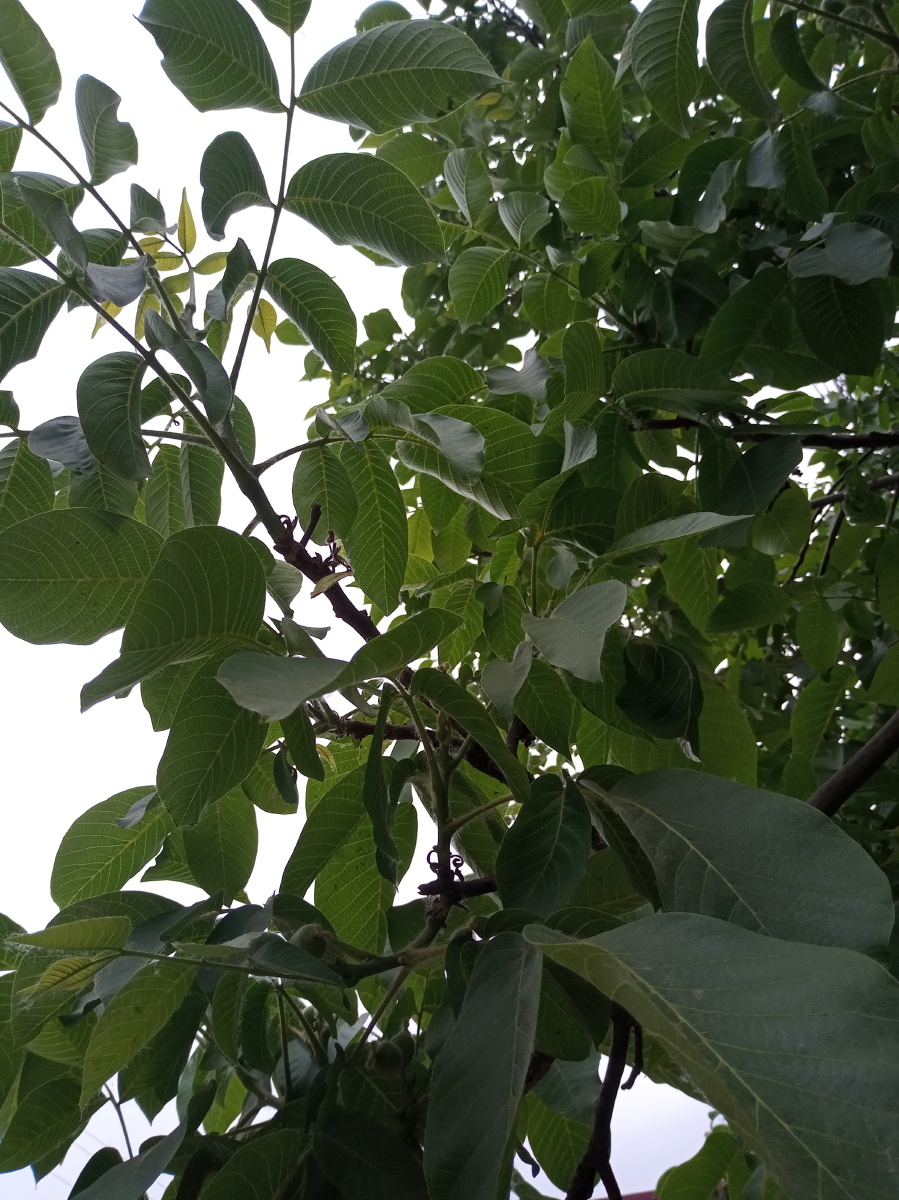 绿色果树叶子 - 创作者158816688003935 - 图虫