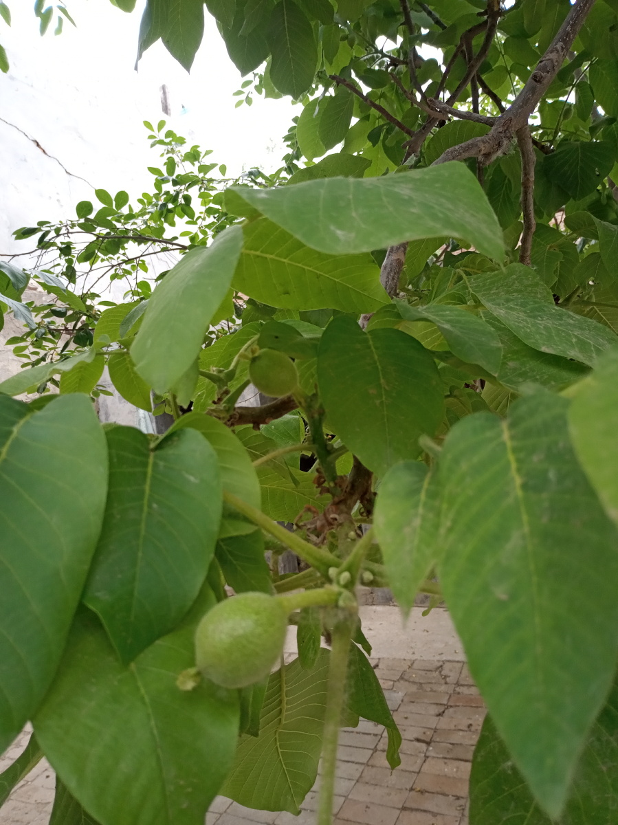 绿色果树叶子 - 创作者158816688003935 - 图虫