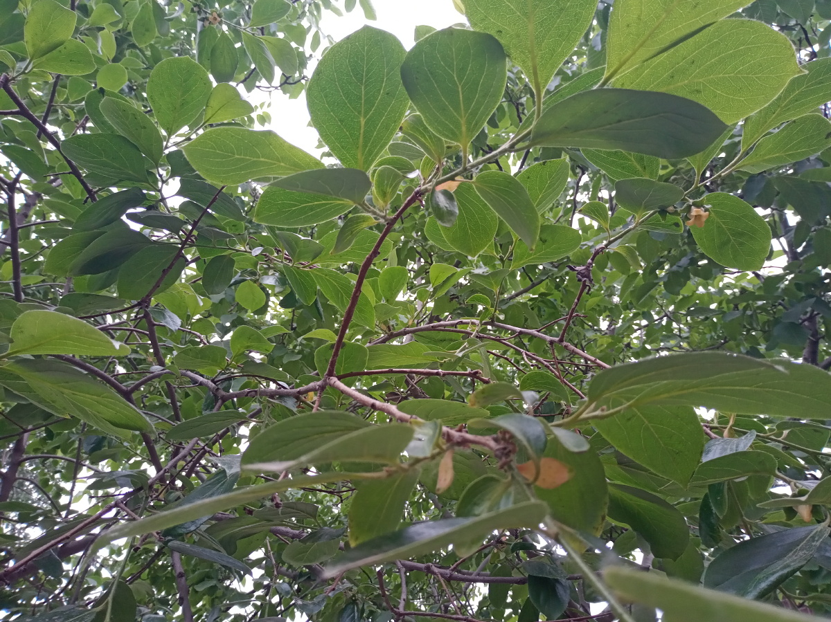 绿色果树叶子 - 创作者158816688003935 - 图虫