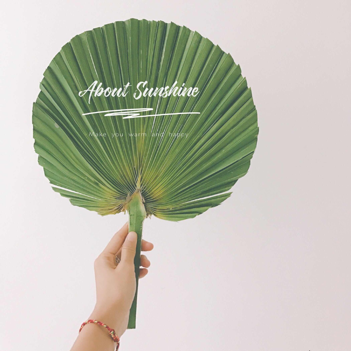 院子里捡来的芭蕉叶,修修剪剪便是一把芭蕉扇樱桃是只猫关注