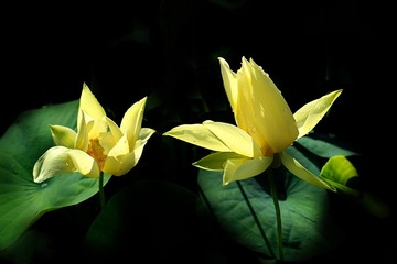 2016623莲花池X3