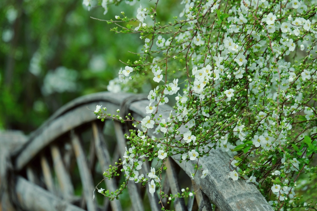 珍珠绣线菊开满了篱笆墙,绿叶衬着白花,清新淡雅,它还有一个好听的