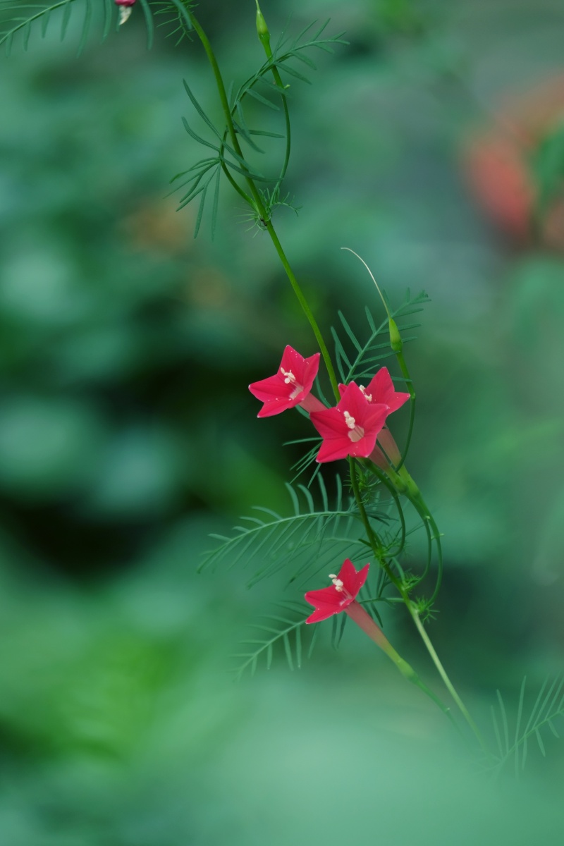 茑萝花开似红星闪闪放光彩 - gr_wang - 图虫