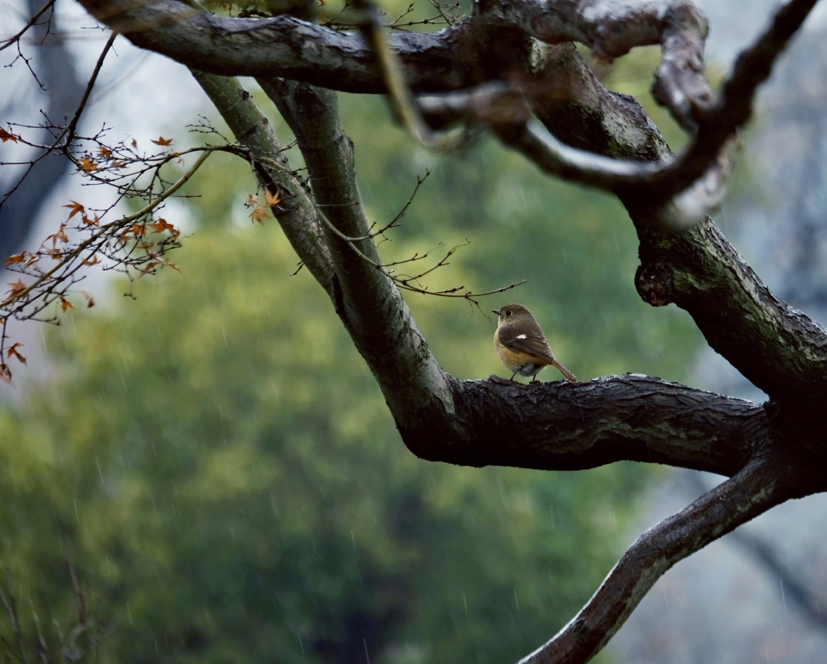 雨中的小鸟