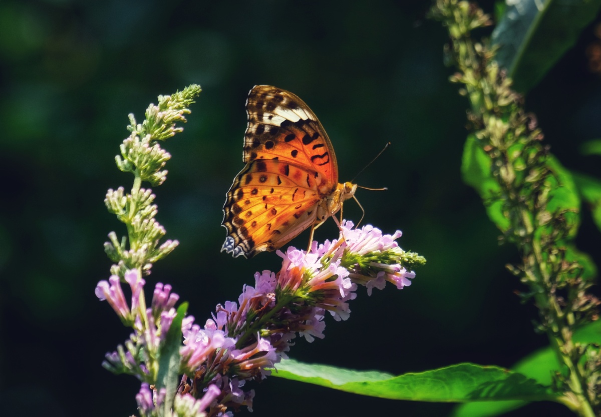美丽的黑端豹斑蝶