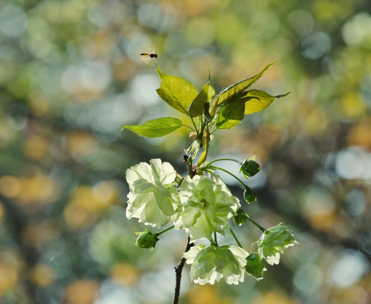 熊猫级的樱花绿樱锡惠公园内的绿樱开花啦一树的绿色小花朵在红艳的