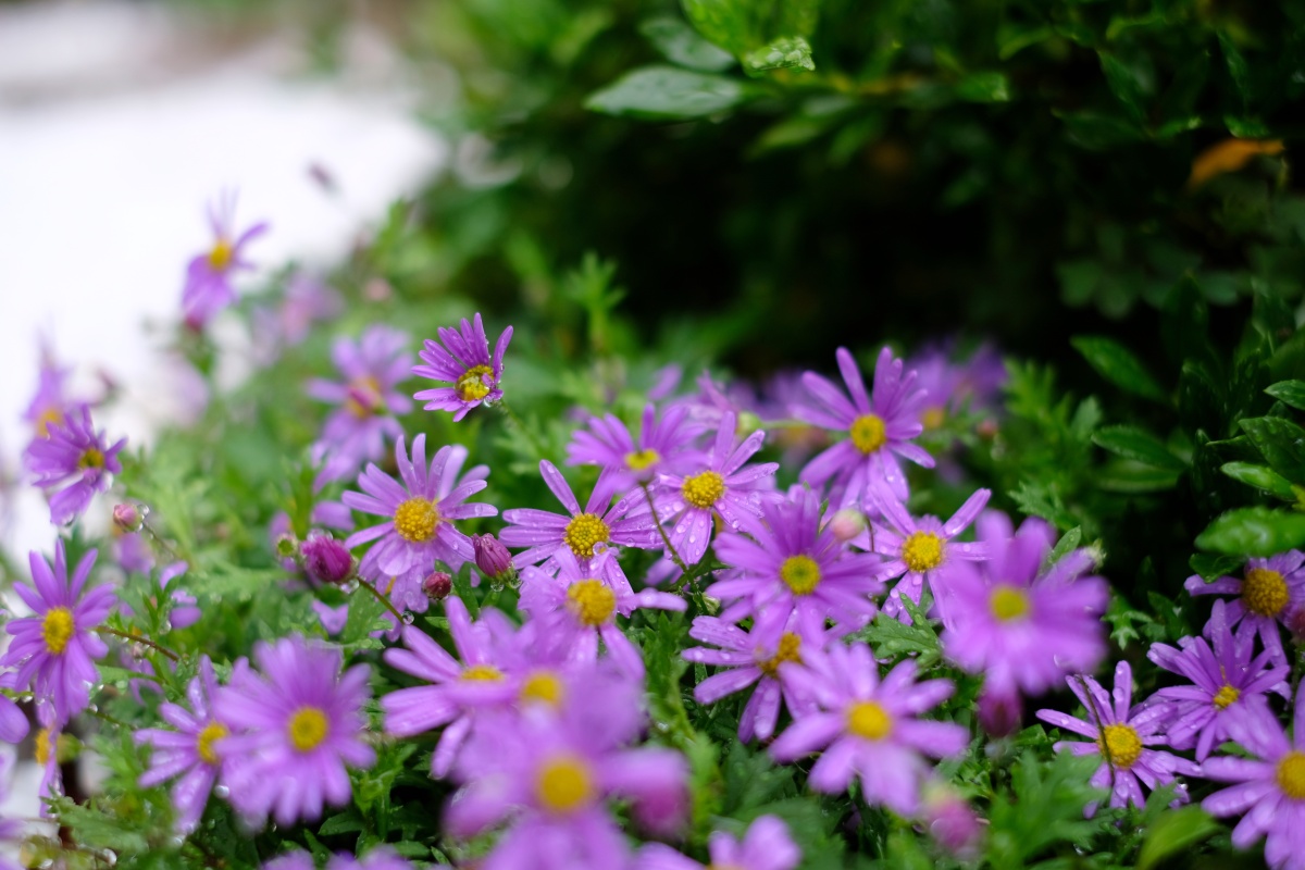鹅河菊(姬小菊) - gr_wang - 图虫