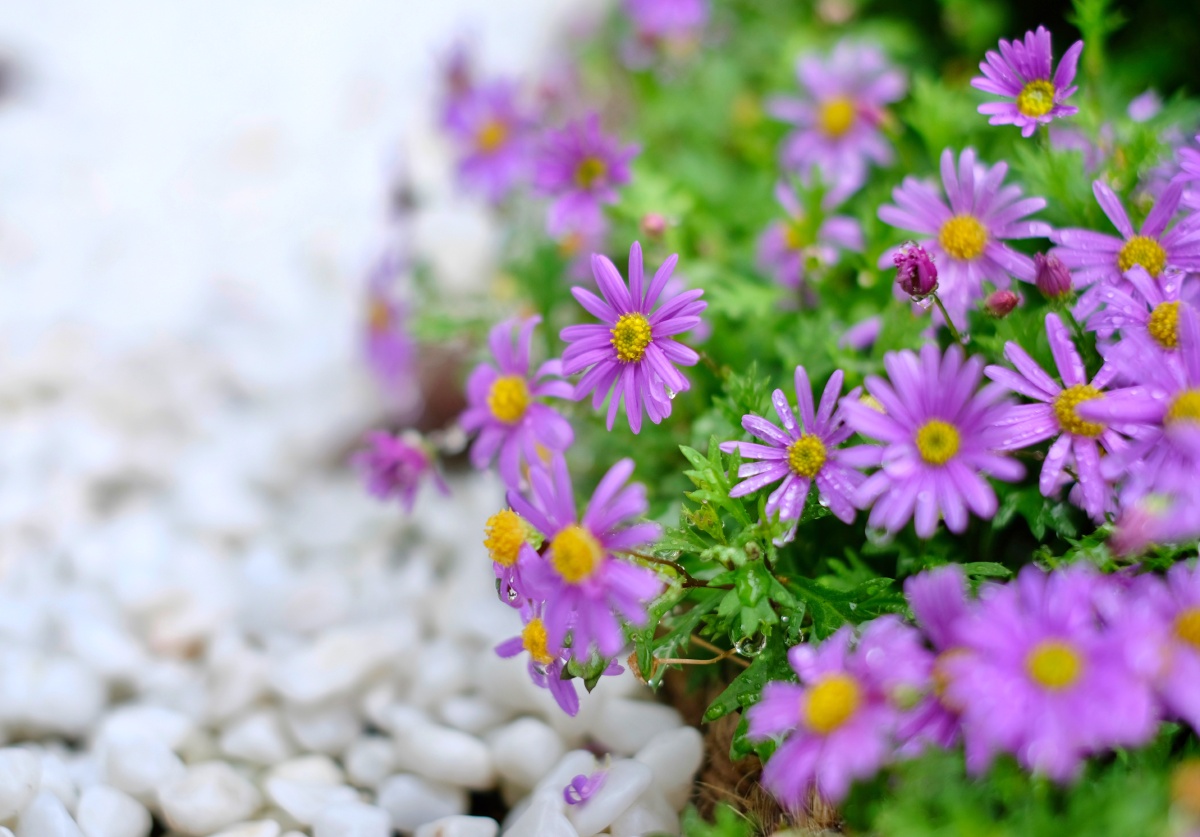 鹅河菊(姬小菊) - gr_wang - 图虫