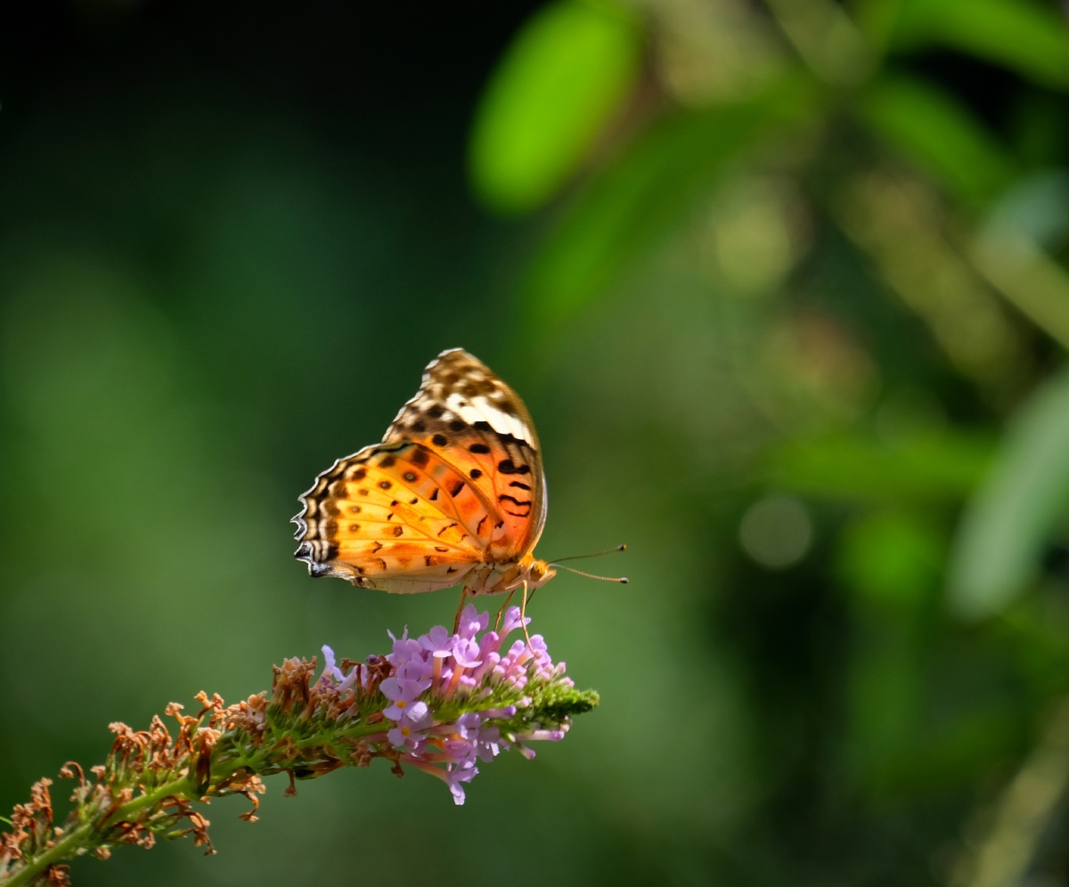 美丽的黑端豹斑蝶