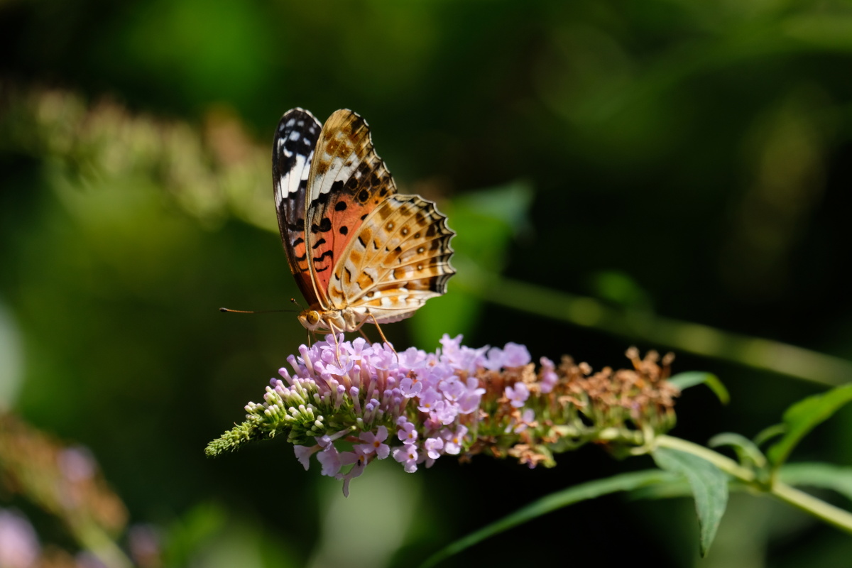 美丽的黑端豹斑蝶