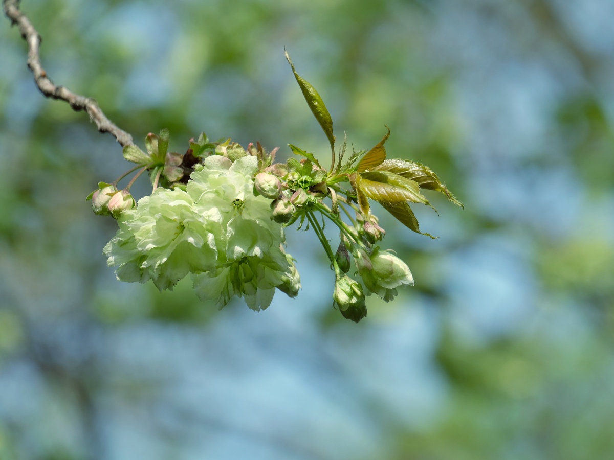 熊猫级的樱花绿樱锡惠公园内的绿樱开花啦一树的绿色小花朵在红艳的