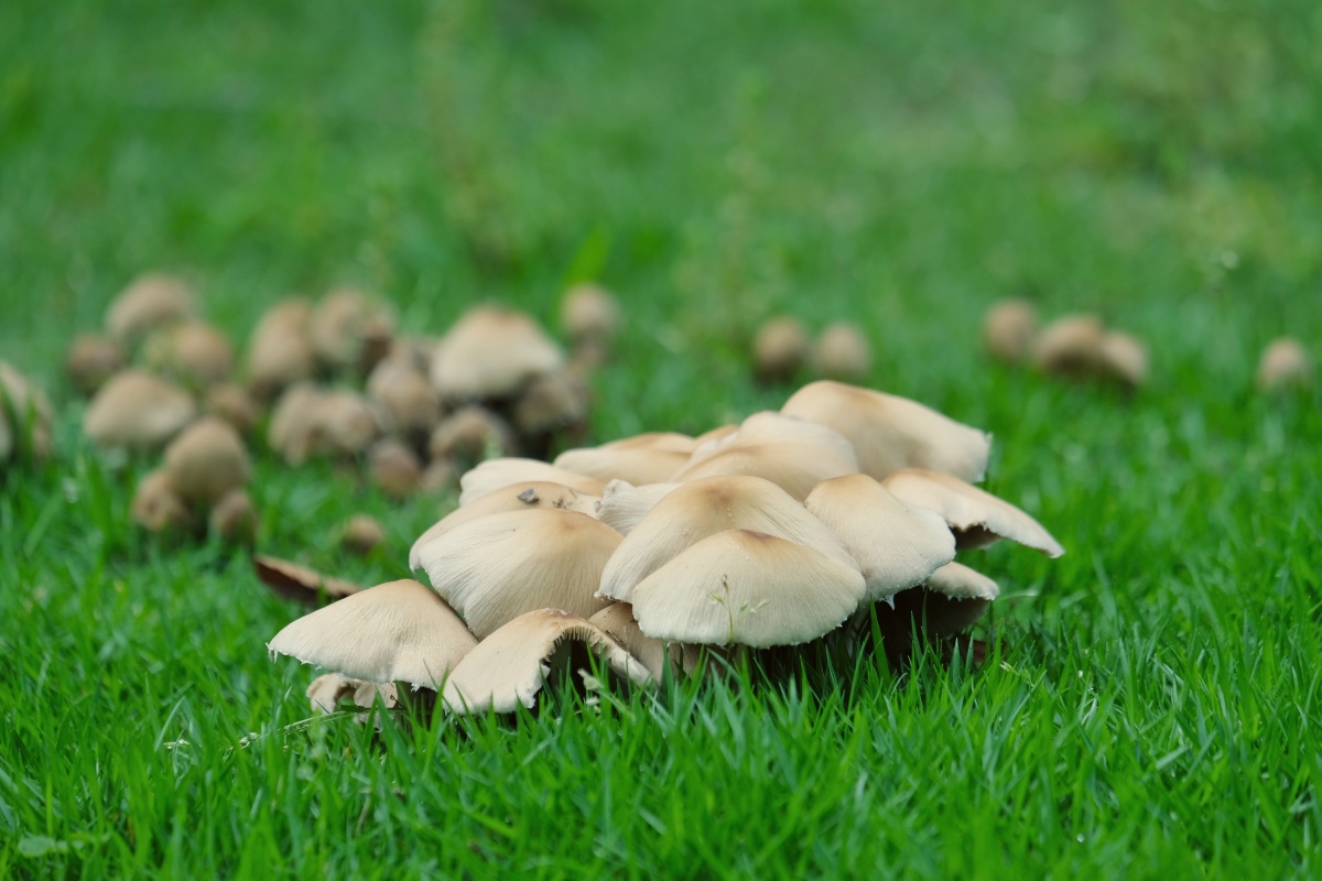 一直下雨草地上都长蘑菇了