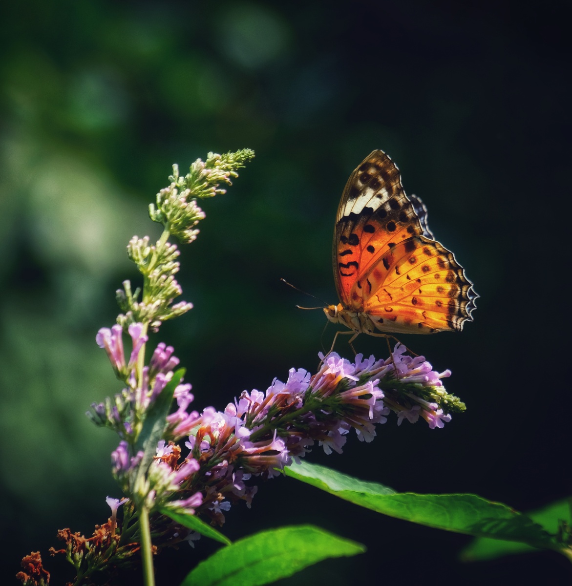 美丽的黑端豹斑蝶