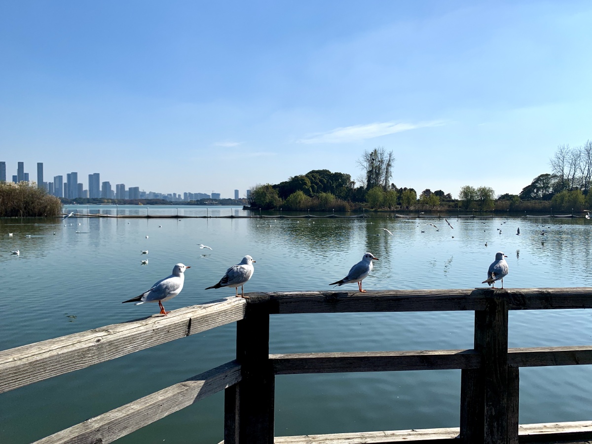 渤公岛红嘴鸥的天堂