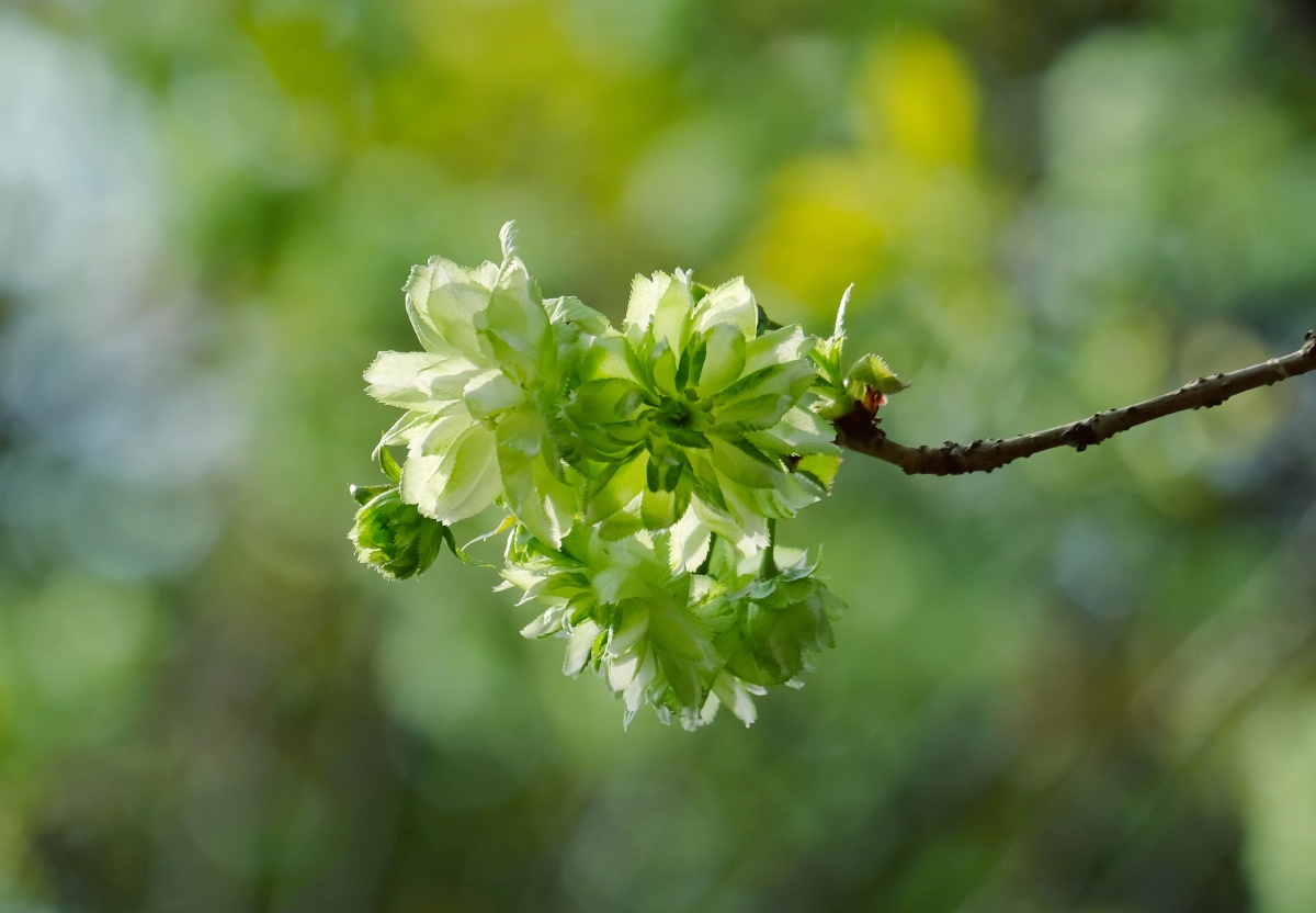 熊猫级的樱花绿樱锡惠公园内的绿樱开花啦一树的绿色小花朵在红艳的