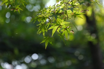 07EA9FBE-34E0-45D5-A062-380D90894926/L0/001