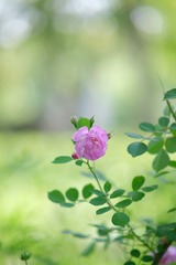 3DB0A834-E305-41E0-937B-382F23DA752A/L0/001