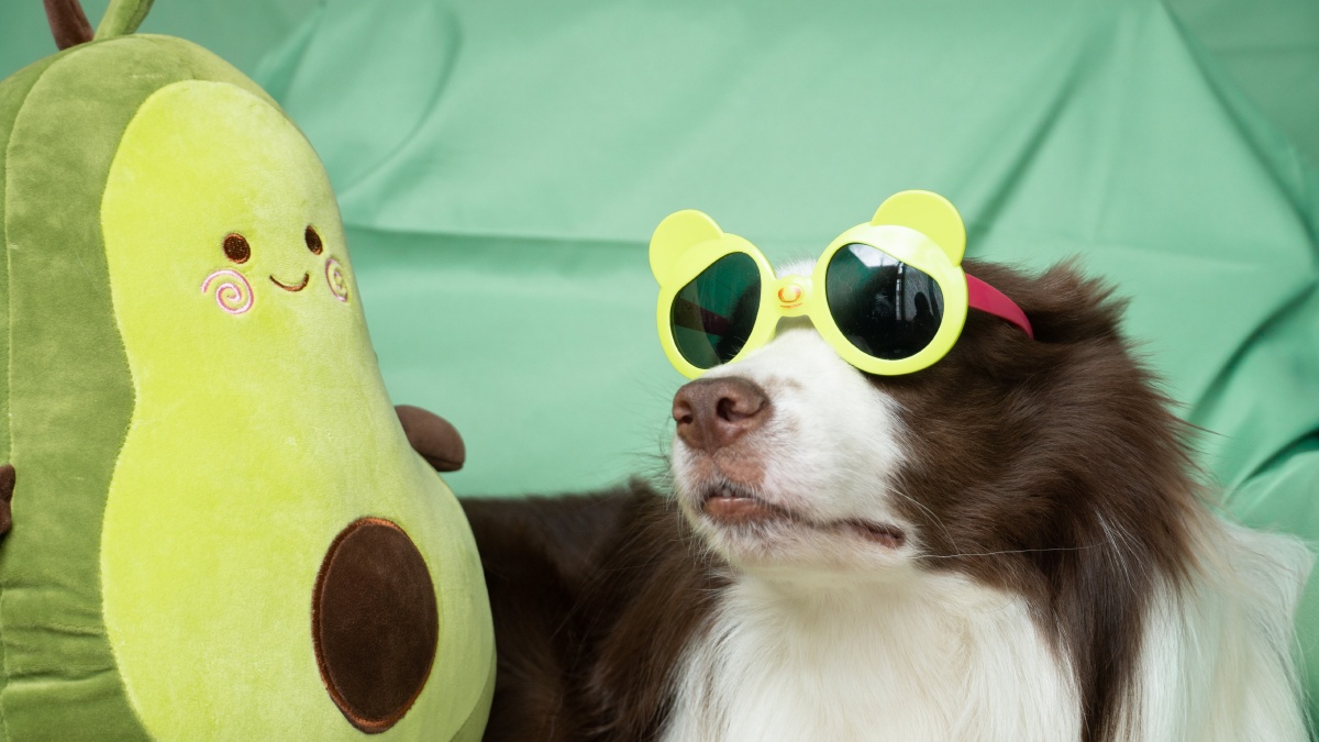 爱笑的狗子运气永远不会太差噢