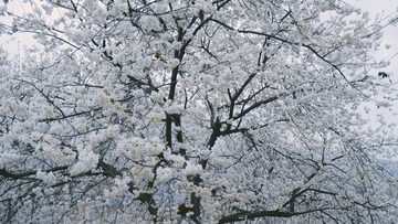 24A08F1D-79AD-4EBA-9C05-2EA2B3328397/L0/001