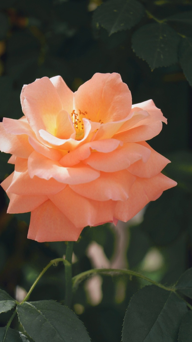 散发光芒的花蕊